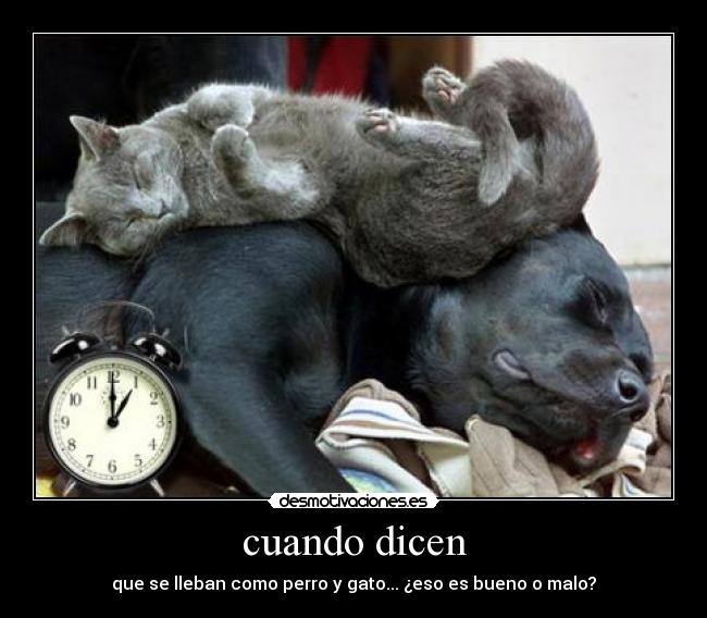 cuando dicen - que se lleban como perro y gato... ¿eso es bueno o malo?