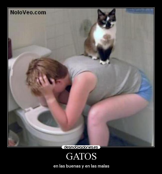 GATOS - en las buenas y en las malas