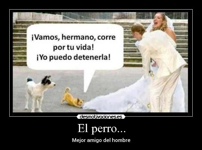 El perro... -