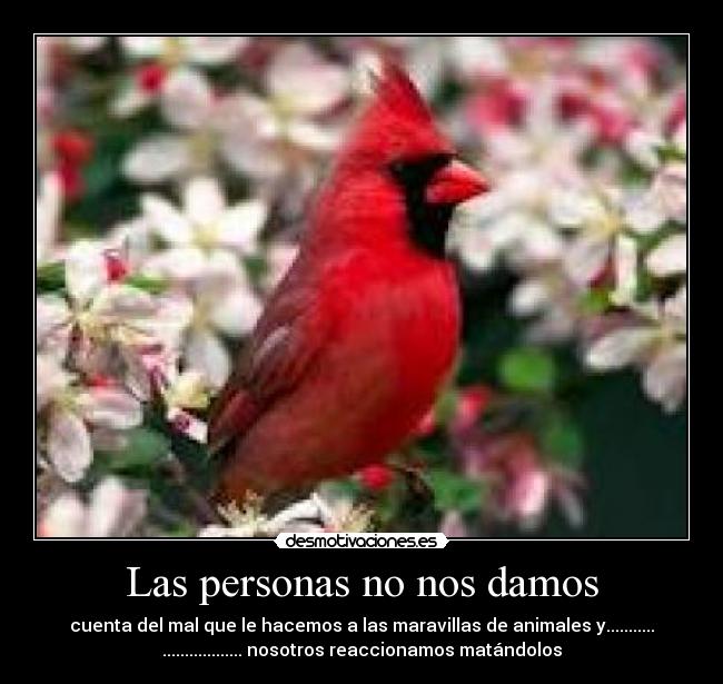 Las personas no nos damos - cuenta del mal que le hacemos a las maravillas de animales y...........
.................. nosotros reaccionamos matándolos