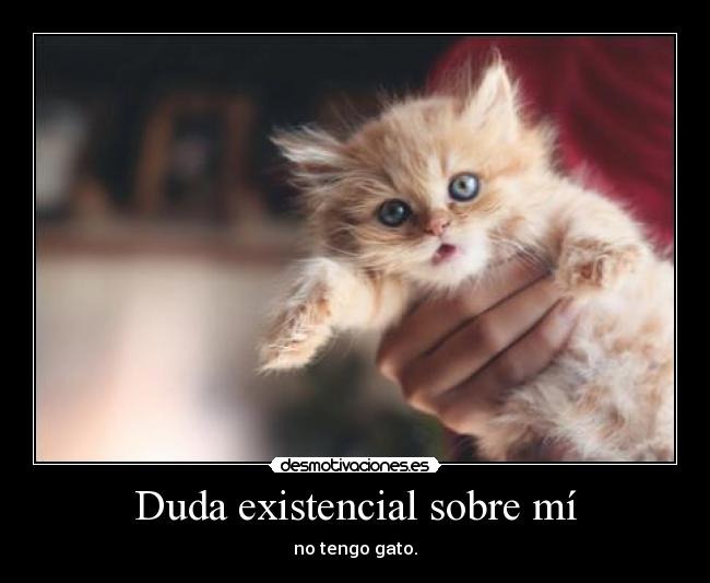 carteles todos preguntan tengo gatosy tengo nombre por ralph que dios desmotivaciones