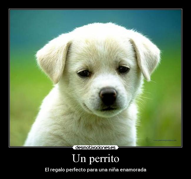 Un perrito - 