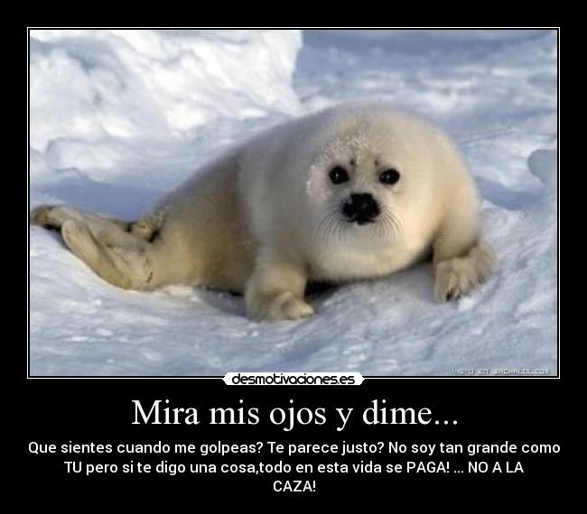 Mira mis ojos y dime... -