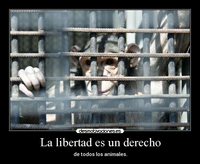 La libertad es un derecho - de todos los animales.