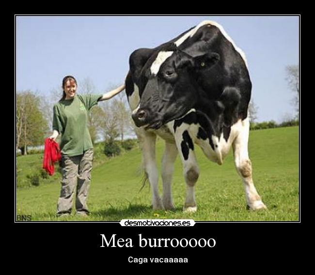 Mea burrooooo - Caga vacaaaaa