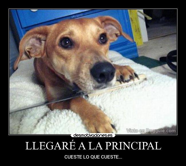 LLEGARÉ A LA PRINCIPAL - CUESTE LO QUE CUESTE...