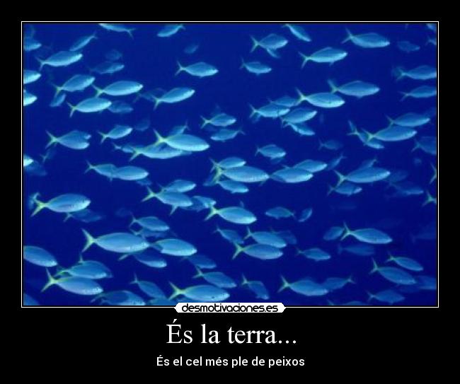És la terra... - És el cel més ple de peixos