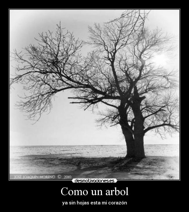 Como un arbol - ya sin hojas esta mi corazón