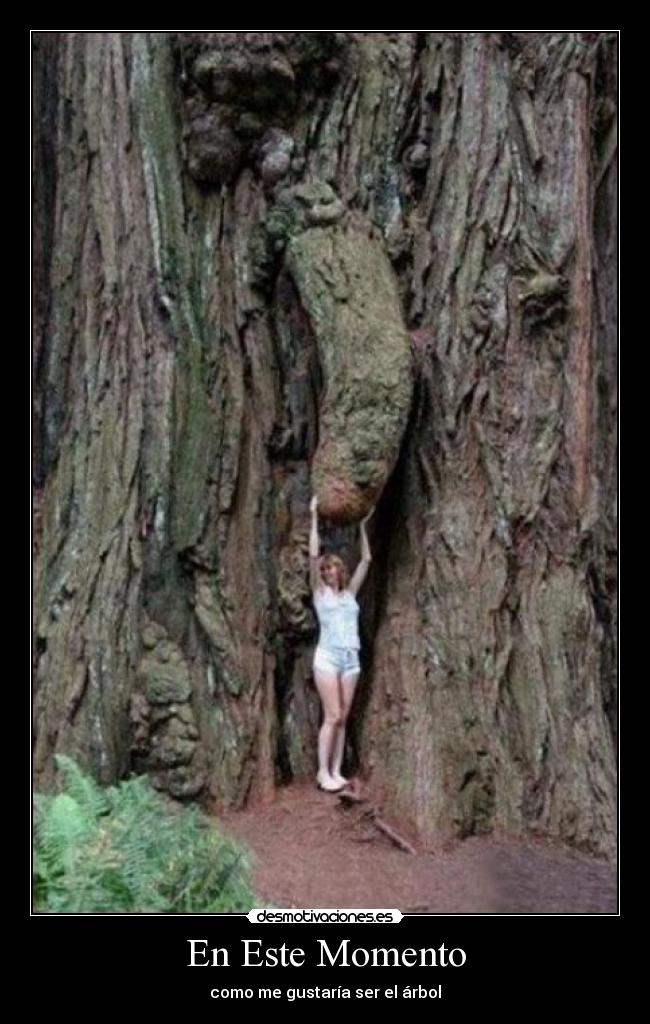 En Este Momento - como me gustaría ser el árbol