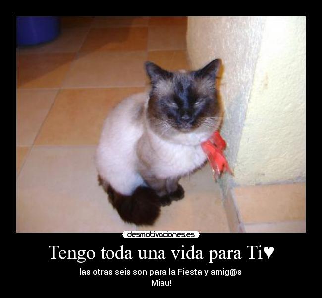 Tengo toda una vida para Ti♥ - las otras seis son para la Fiesta y amig@s 
Miau!