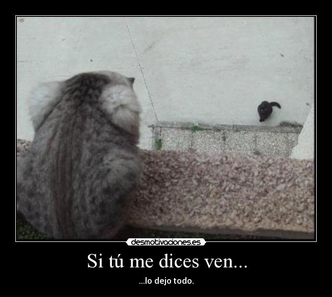 Si tú me dices ven... - 