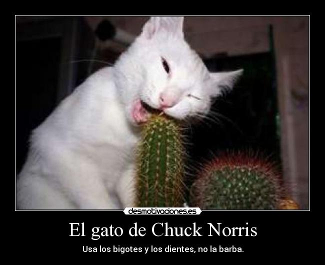 El gato de Chuck Norris - 