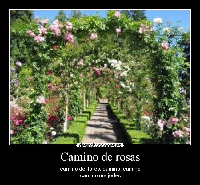 Camino de rosas - camino de flores, camino, camino
camino me jodes