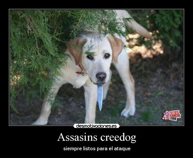 Assasins creedog - siempre listos para el ataque