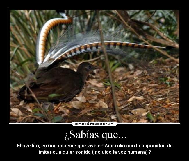 ¿Sabías que... - El ave lira, es una especie que vive en Australia con la capacidad de
imitar cualquier sonido (incluido la voz humana) ?