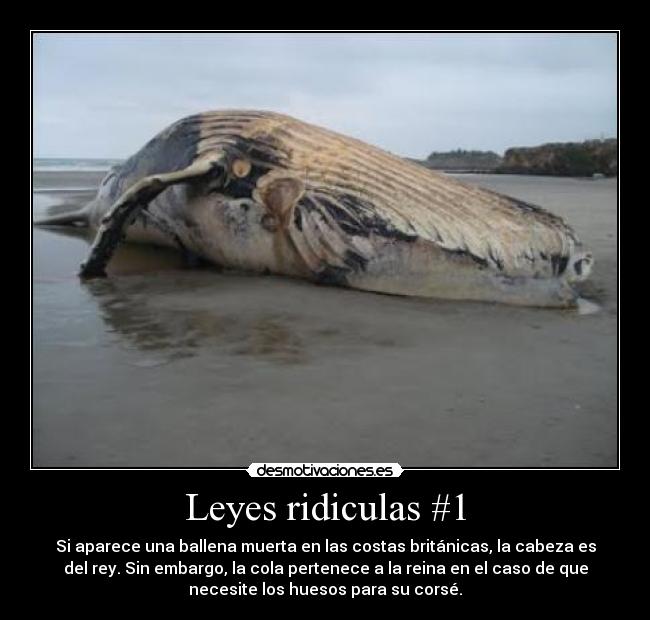 Leyes ridiculas #1 - 
