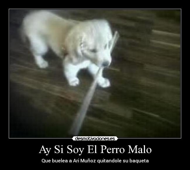 Ay Si Soy El Perro Malo - Que buelea a Ari Muñoz quitandole su baqueta