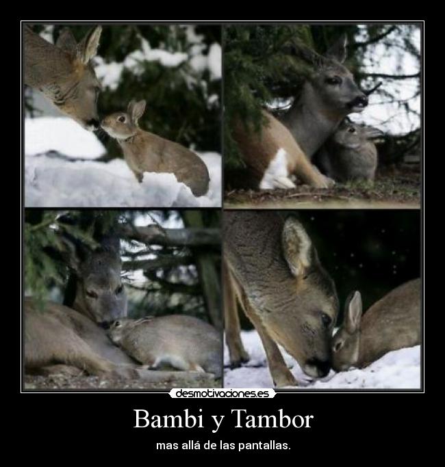 Bambi y Tambor -