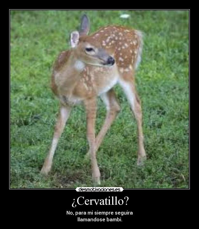 ¿Cervatillo? - No, para mi siempre seguira
llamandose bambi.