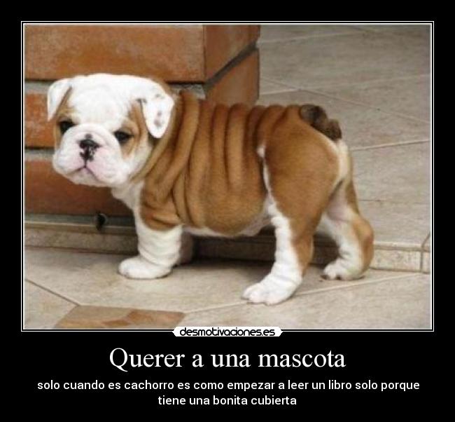 Querer a una mascota - 