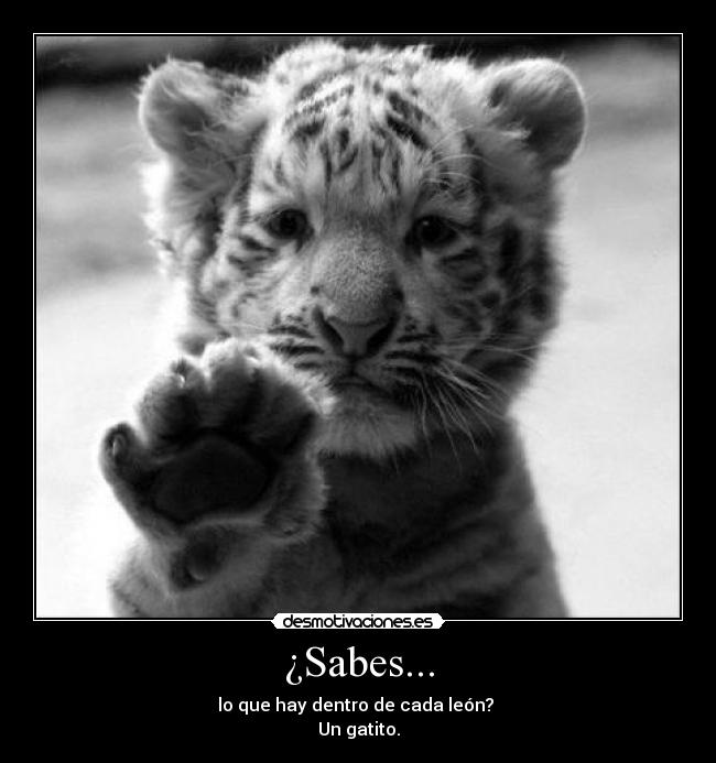 ¿Sabes... - lo que hay dentro de cada león?
Un gatito.