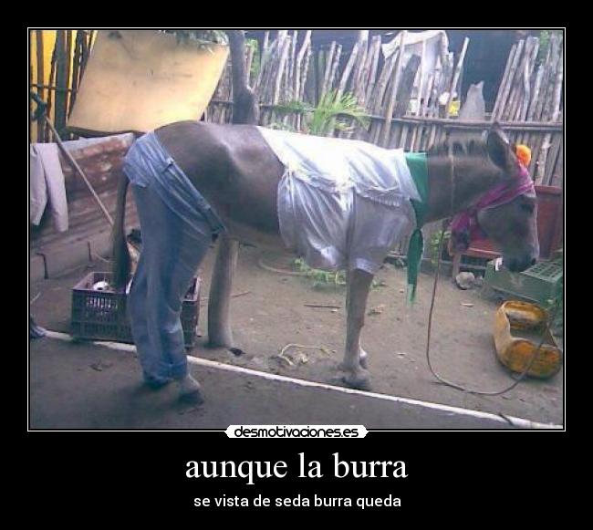 aunque la burra - se vista de seda burra queda