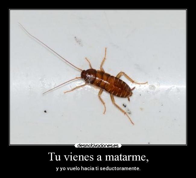 Tu vienes a matarme, -