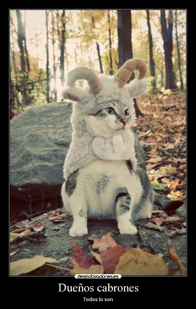 Dueños cabrones -