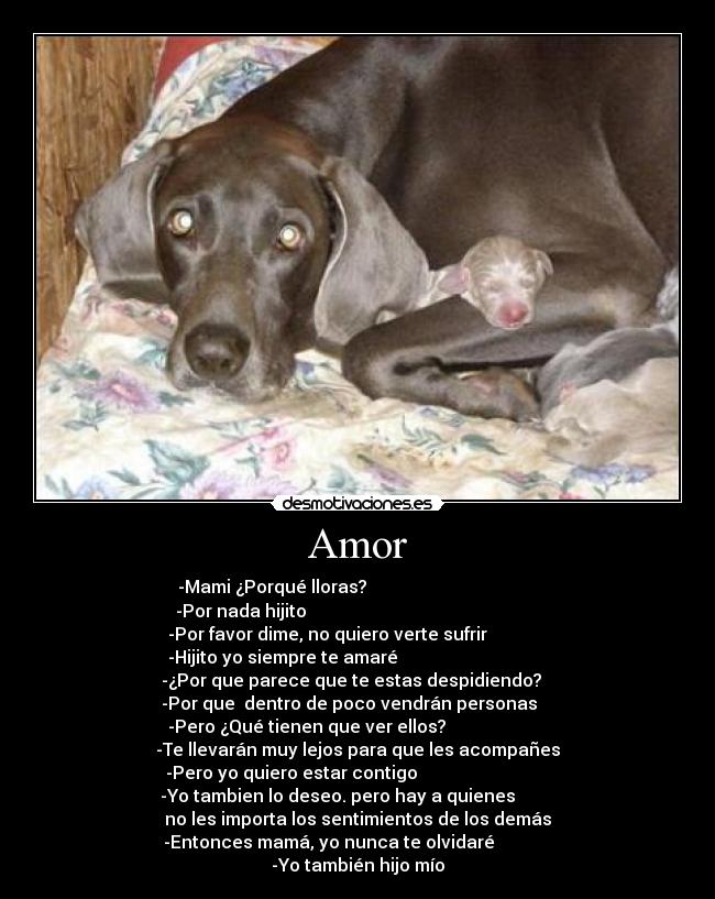 carteles amor sentimientos desmotivaciones