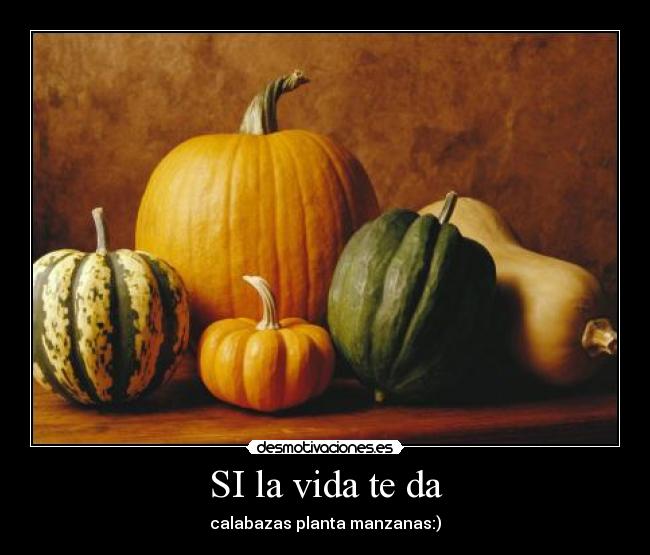 SI la vida te da - calabazas planta manzanas:)