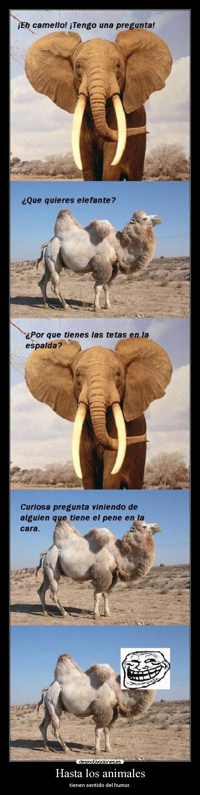 Hasta los animales - tienen sentido del humor.