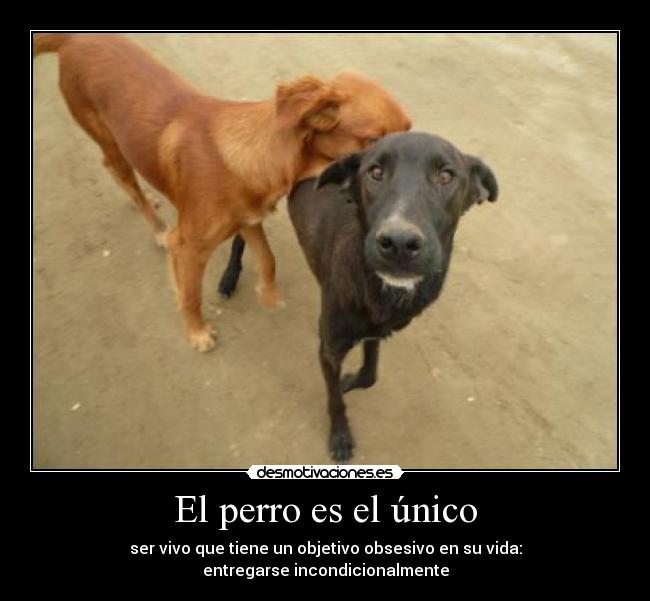 El perro es el único -