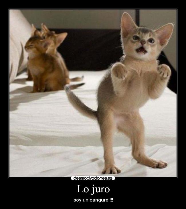Lo juro - soy un canguro !!!