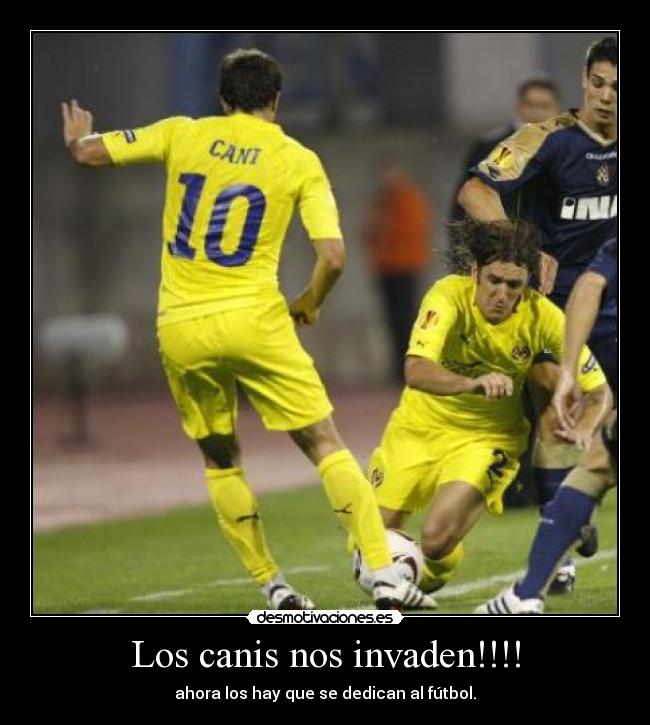 Los canis nos invaden!!!! -