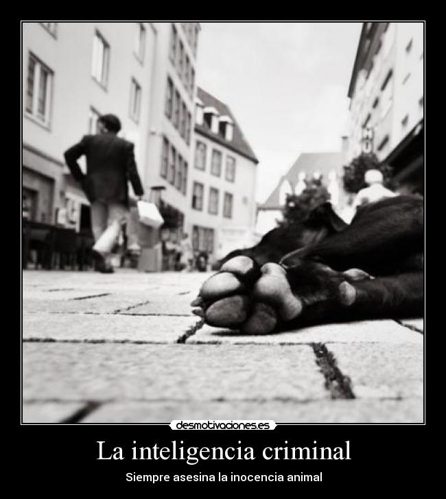 La inteligencia criminal - Siempre asesina la inocencia animal