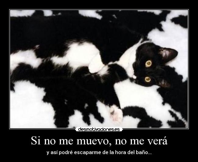 carteles gatosen modo sigilo desmotivaciones