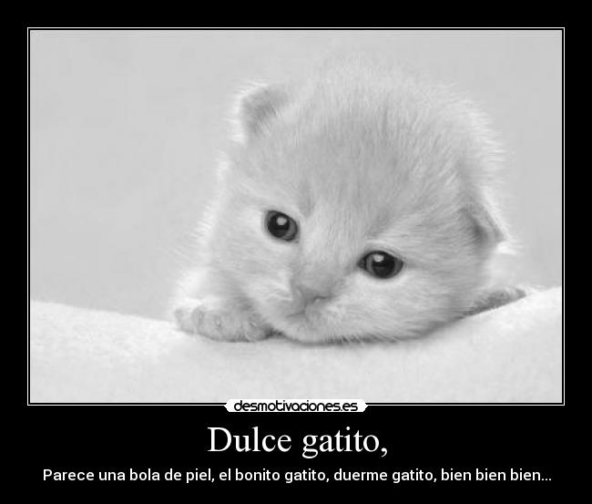carteles sheldon cooper cancion dulce gatito desmotivaciones