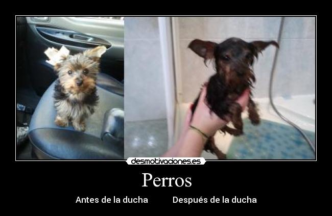 Perros -