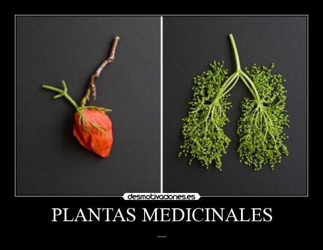 PLANTAS MEDICINALES - ....