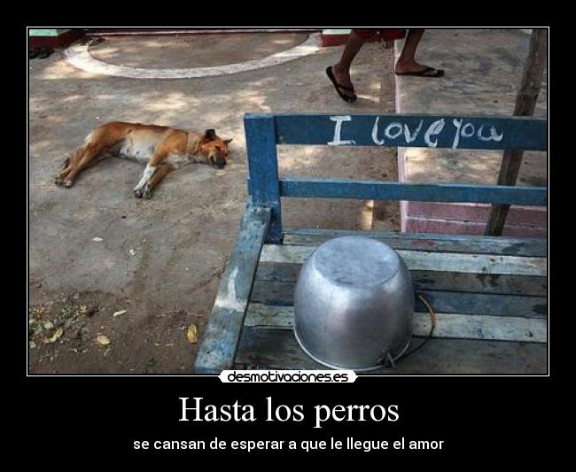 Hasta los perros -