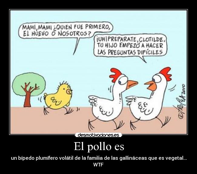 El pollo es -
