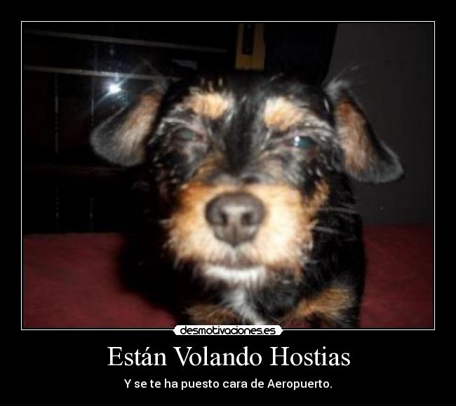 carteles estan rifando hostias avion aeropuerto perro chichi desmotivaciones