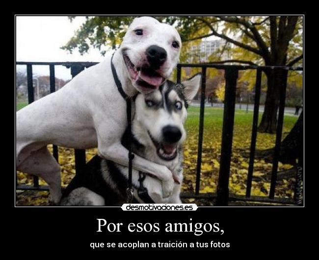 Por esos amigos, - que se acoplan a traición a tus fotos