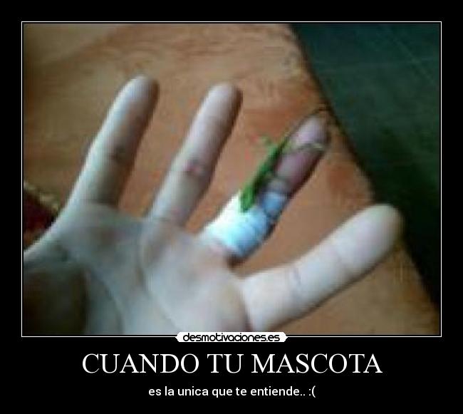 CUANDO TU MASCOTA - es la unica que te entiende.. :(