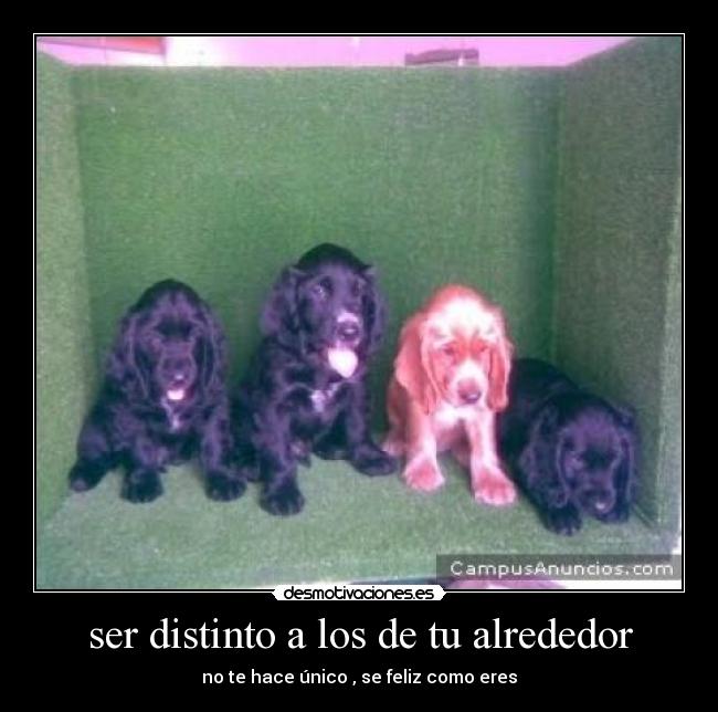 ser distinto a los de tu alrededor - no te hace único , se feliz como eres