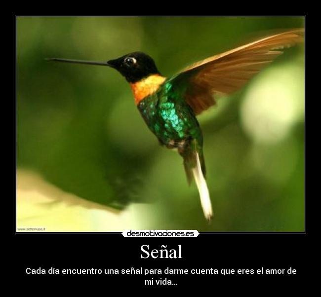 Señal - Cada día encuentro una señal para darme cuenta que eres el amor de mi vida...