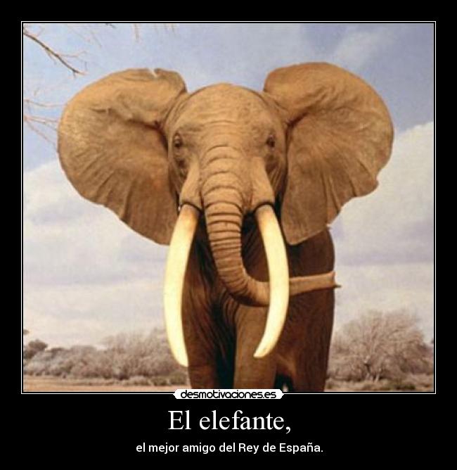 El elefante, - 