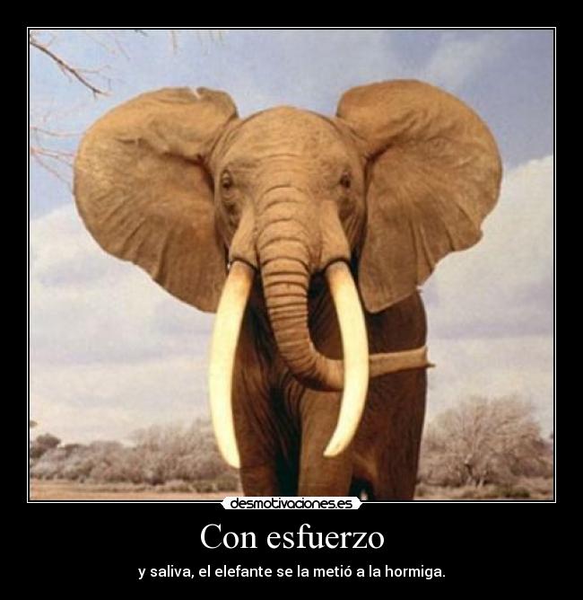 Con esfuerzo - y saliva, el elefante se la metió a la hormiga.