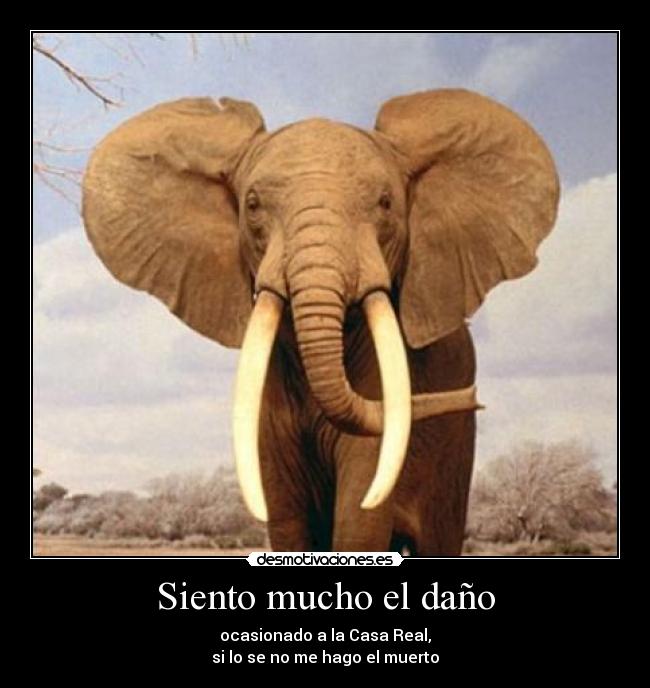 Siento mucho el daño - ocasionado a la Casa Real,
si lo se no me hago el muerto