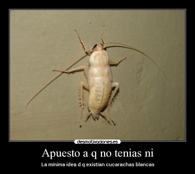 Apuesto a q no tenias ni - La mínima idea d q existían cucarachas blancas